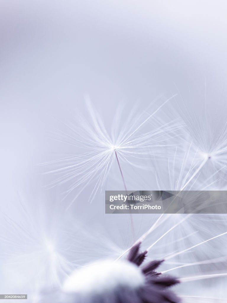 Extreme close-up fluffy dandelion seeds, blue blurred background. Macro photography