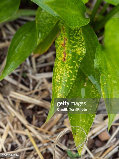 affected hosta leaves have yellow spots. host diseases - powdery mildew fungus stockfoto's en -beelden