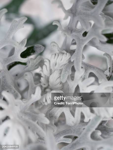 hairy white carved leaves  ornamental plant. cineraria maritima - cineraria maritima stock pictures, royalty-free photos & images