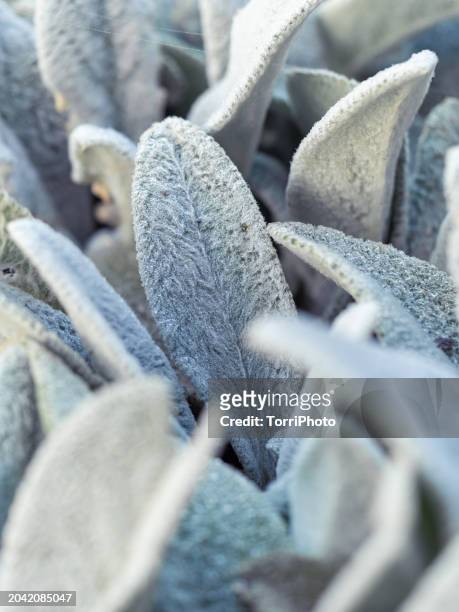 close-up white fluffy leaves of stachys byzantina, lamb's ear or woolly hedgenettle - big ears stock pictures, royalty-free photos & images