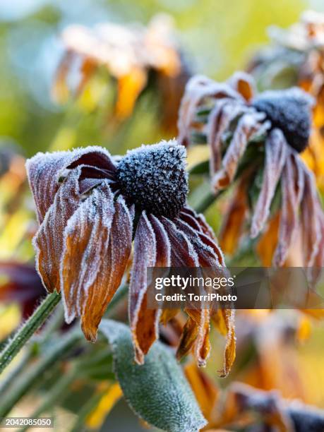 Susan Rimes 17 Susan Rimes Stock Photos, High-Res Pictures, and Images - Getty Images