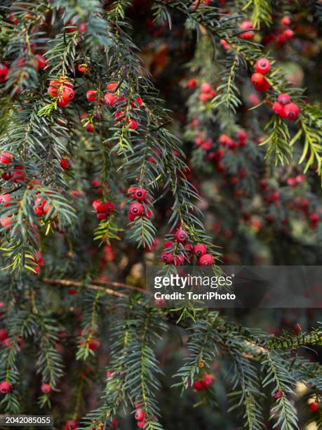 close-up yew with lot of red berries among the green needles on the branches of a bush - yew stock pictures, royalty-free photos & images