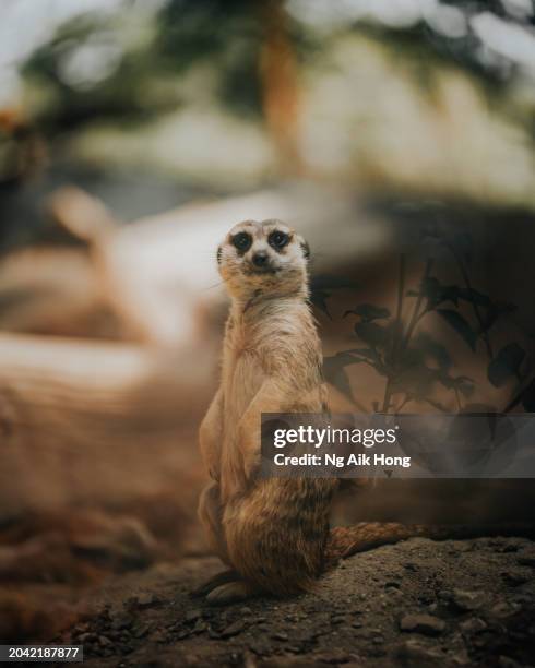 close up of meerkat standing and look at camera - image stock pictures, royalty-free photos & images