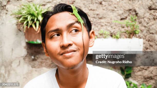 baby green iguana crawling on the face - green iguana stock pictures, royalty-free photos & images