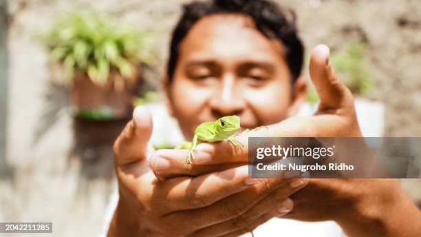 man holding little iguana on his hand - green iguana stock pictures, royalty-free photos & images