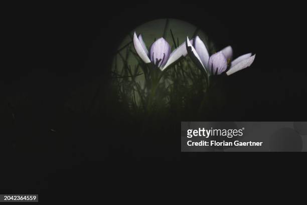 Two crocuses are pictured in backlight on February 29, 2024 in Berlin, Germany.