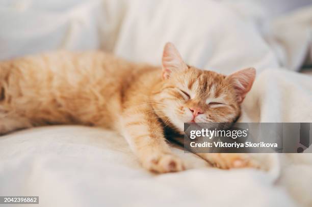 a ginger cat sleeps in his soft cozy bed on a floor carpet, soft focus - rode kat stockfoto's en -beelden