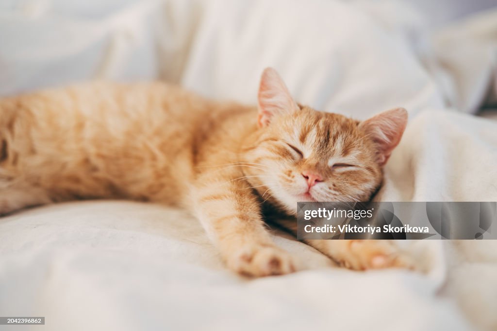 A ginger cat sleeps in his soft cozy bed on a floor carpet, soft focus