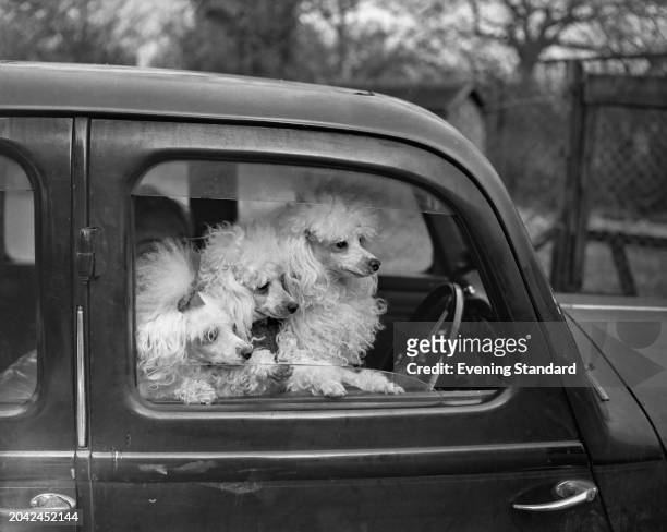 Three Poodles, entrants in the Crufts Dog Show, sitting in the driver's seat of a car, Olympia, London, February 10th 1956.