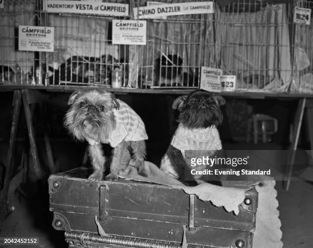 Two Cairn Terriers wearing jumpers at the Crufts Dog Show, Olympia, London, February 10th 1956.