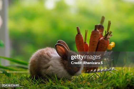 Cute Rabbit with Shopping Cart - Adorable Bunny Engaging in Retail Cute Rabbit with Shopping Cart - Adorable Bunny Engaging in Retail