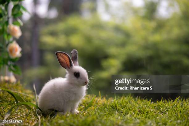 white rabbit with grass background - conejito fotografías e imágenes de stock