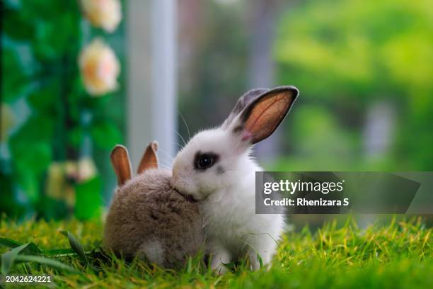 Wild Rabbit Textures 251 Wild Grass Texture Stock Photos, High-Res Pictures, and Images ...