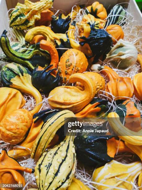 funny shaped mini decorative pumpkins - collection automne stock pictures, royalty-free photos & images