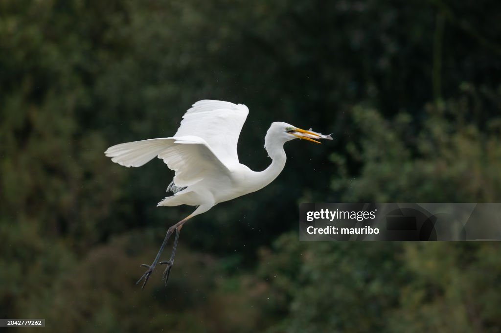 Great egret flying with fish