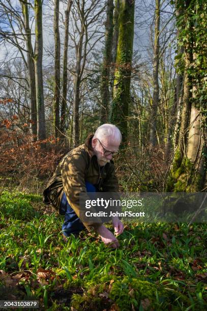 retired man picking wild garlic leaves - waxed jacket stock pictures, royalty-free photos & images