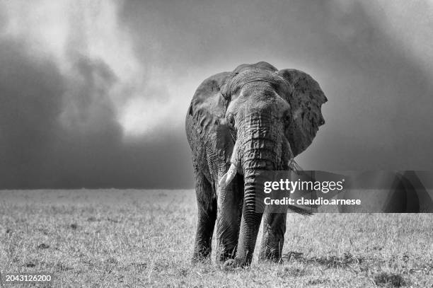 elephant - african elephant stock pictures, royalty-free photos & images