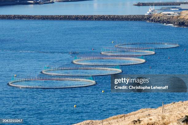 salmon farming in the region of sandavagur, faroe islands. - animales en cautiverio fotografías e imágenes de stock