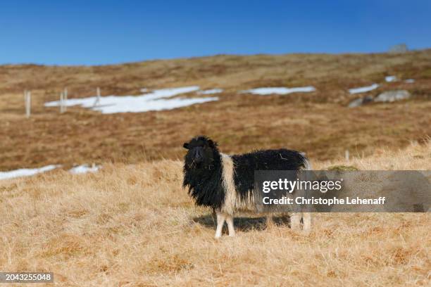 sheep in the region of sandavagur, faroe islands. - regardant l'objectif - fotografias e filmes do acervo