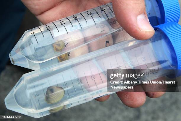 Director of Conservation for the Lake Champlain Maritime Museum Chris Sabick holds a few Asian clam specimens Thursday, May 3, 2012 at Norowal Marina...