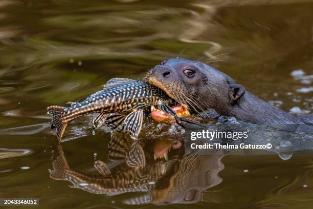 giant otter and fish - river otter fotografías e imágenes de stock