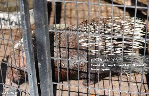 An African Crested Porcupine at Ashville Game Farm and Exotic Zoo on Tuesday, July 24, 2012 in Greenwich, N.Y.