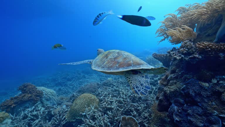 https://media.gettyimages.com/id/2043376272/video/green-sea-turtle-swimming-under-the-ocean.jpg?b=1&s=640x640&k=20&c=v2S5E8YoqeX-t2v1j_V67A_PyMjFXf3HzAYb-obHfnw=