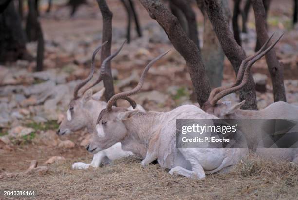 addax of mauritania - antilope addax photos et images de collection
