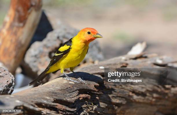 western tanager, male,  standing on a log - piranga ludoviciana stock pictures, royalty-free photos & images