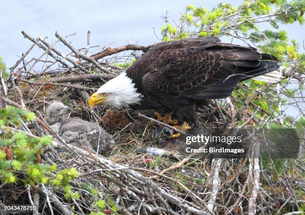 bald eagle parent feeding eaglets - bald eagle chick stock pictures, royalty-free photos & images