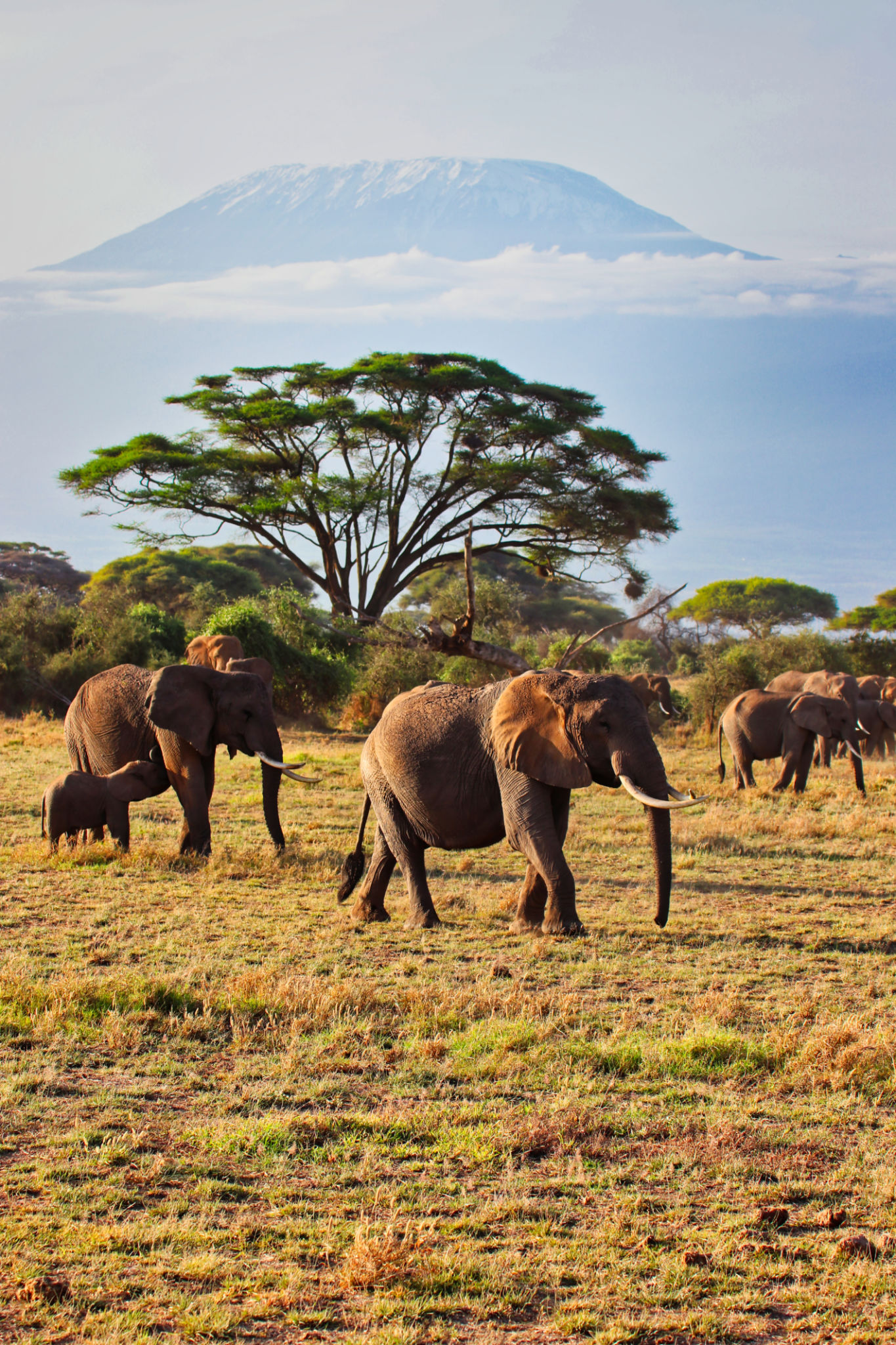 big five safari