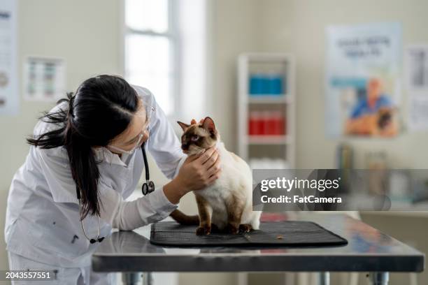 rendez-vous chez le vétérinaire - vétérinaire photos et images de collection