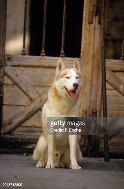siberian husky dog sitting in front of a door - animaux domestiques 個照片及圖片檔