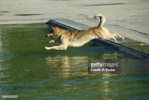 dog, german shepherd who dives into a basin - animaux domestiques 個照片及圖片檔