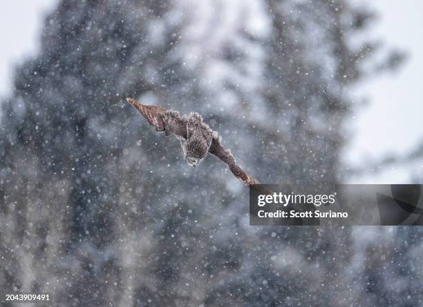 blizzard diver - ice freediving stock pictures, royalty-free photos & images