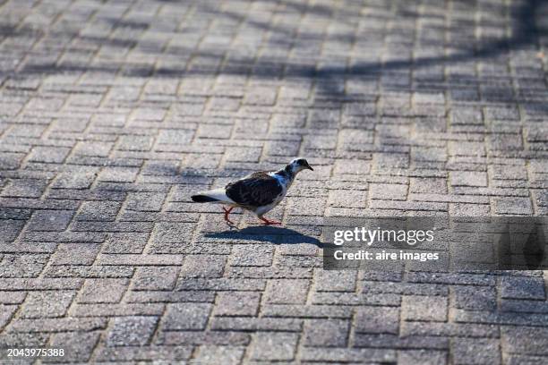 portrait of a pigeon walking on the city pavement relaxed, no people around, side view - city birds eye stock pictures, royalty-free photos & images