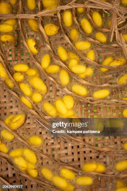 close up of silk yellow cocoon pattern background - silkworm stock pictures, royalty-free photos & images