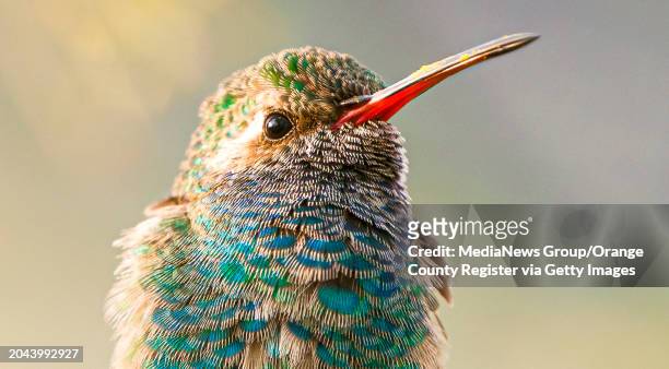 The distinctive red beak is one of the identifiers of this broad-billed hummingbird as it perches in a Palo Verde tree at the home of Kristin Joseph...