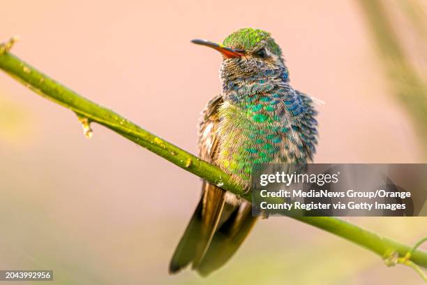 The distinctive red beak is one of the identifiers of this broad-billed hummingbird as it perches in a Palo Verde tree at the home of Kristin Joseph...