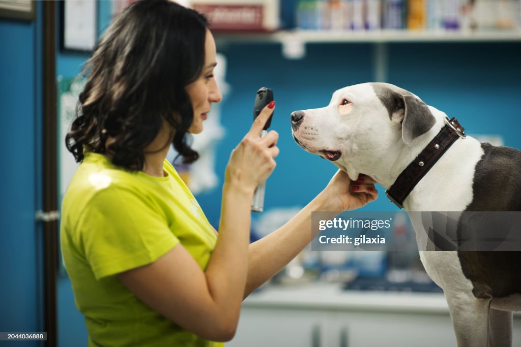 Vet doctor examining a dog.