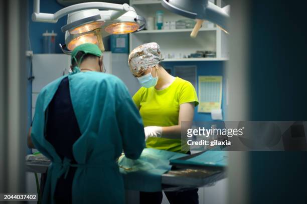 pet dog surgery - suturing stock pictures, royalty-free photos & images
