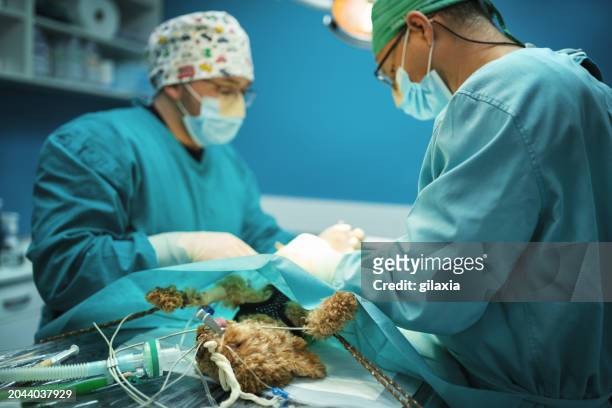 pet dog surgery - suturing stock pictures, royalty-free photos & images
