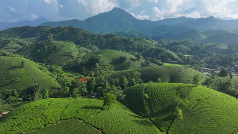 https://media.gettyimages.com/id/2044676578/video/sunset-scene-aerial-drone-camera-cam-fly-over-tea-plantation-terrace-on-mountain-in-long-coc.jpg?b=1&s=640x640&k=20&c=B0_kUdyGFvmahuDAvE10EOi1HZo-WGxSzQrpy3bS18Q=
