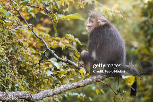 yunnan black snub-nosed monkey (rhinopithecus bieti) - yunnan snub nosed monkey stock-fotos und bilder