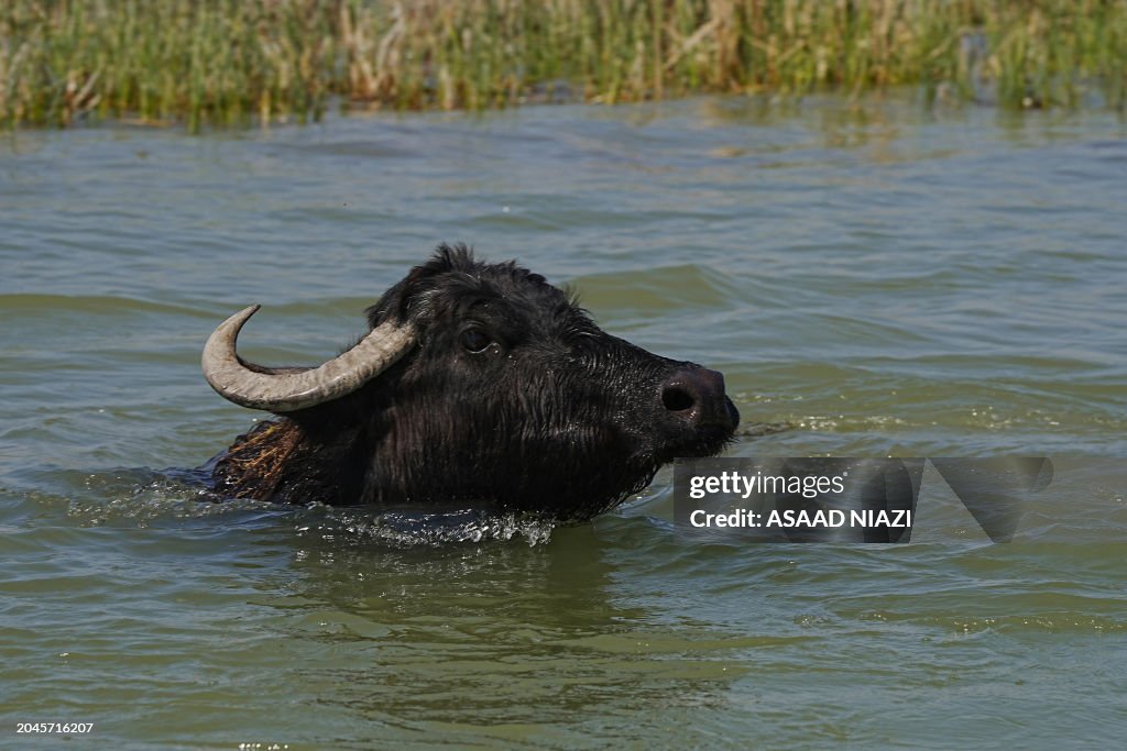 IRAQ-ENVIORNMENT-MARSHES