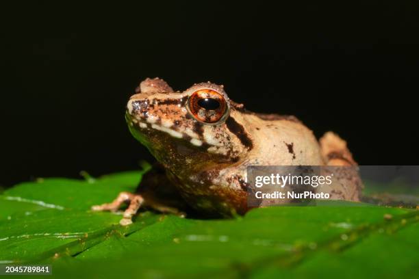 Pseudophilautus alto is being seen in the forest in Nuwara Eliya, Sri Lanka, on March 2, 2024.