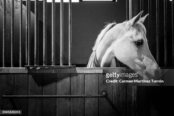 horse in a stable. - horse trials stock pictures, royalty-free photos & images