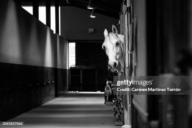 horse in a stable. - horse trials stock pictures, royalty-free photos & images