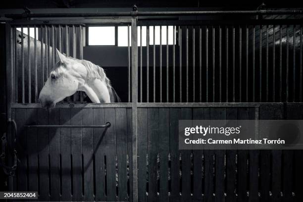 horse in a stable. - concurso completo de equitação imagens e fotografias de stock