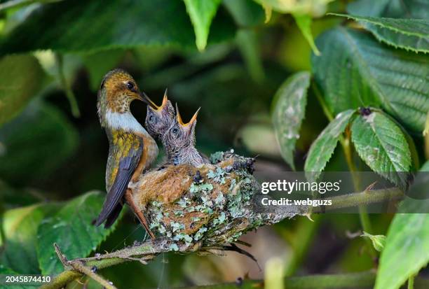 magenta throated woodstar hummingbird in nest with 2 chicks - pic of hummingbird stock pictures, royalty-free photos & images